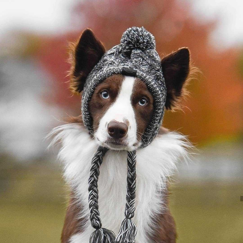 Keep Your Pup Stylish and Warm with Our Winter Fashion Dog Hat!