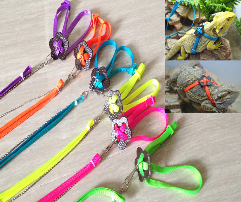 Unleash Adventure: The Lizard Climbing Pet Out Leash