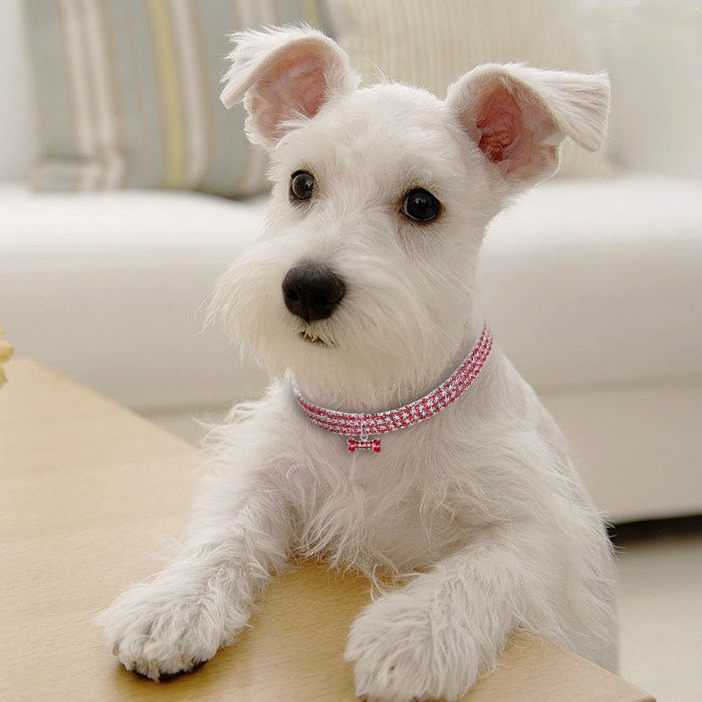 Elevate Your Pet's Style with the Bling Rhinestone Dog Collar
