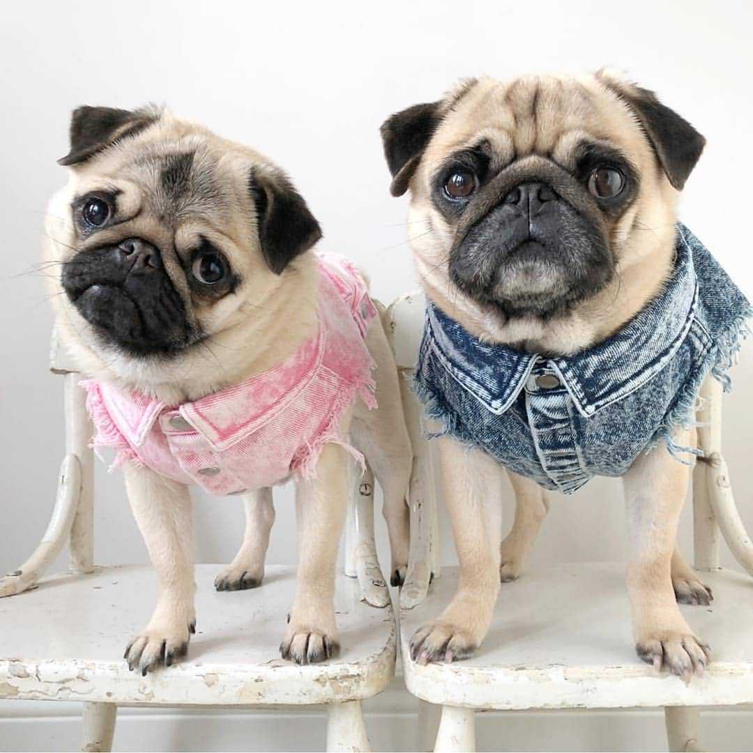 Pet Dog Washed Denim Jacket Clothes