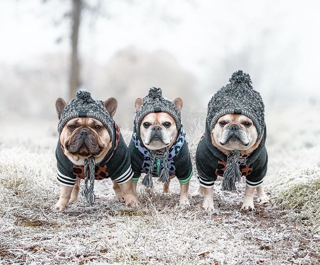 Winter Fashion Dog Hat – Windproof Fluffy Knit Pom Hat