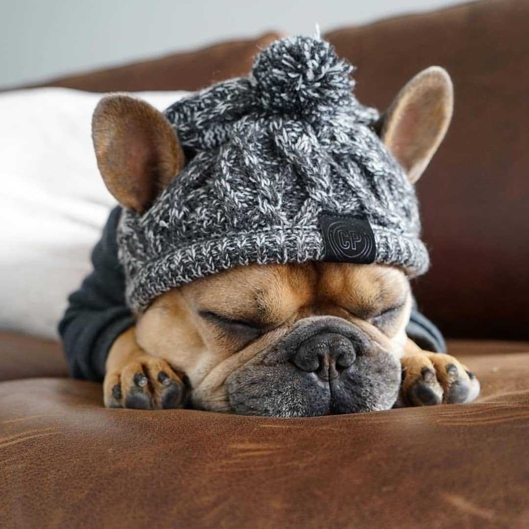 Winter Fashion Dog Hat – Windproof Fluffy Knit Pom Hat