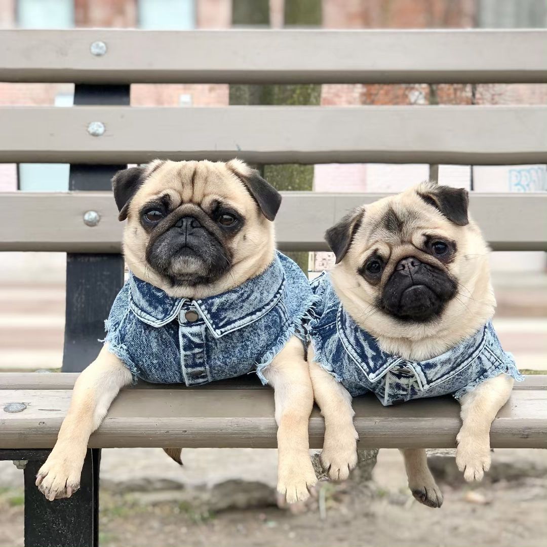 Pet Dog Washed Denim Jacket Clothes