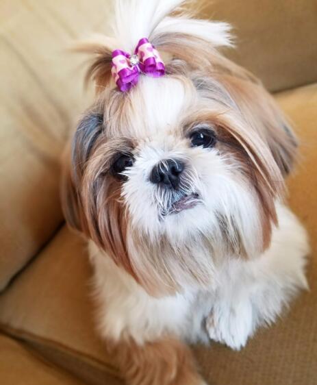 Pet Head Flower Bow Hair Accessories